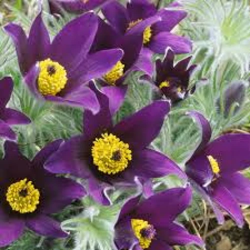 Pulsatilla purple 